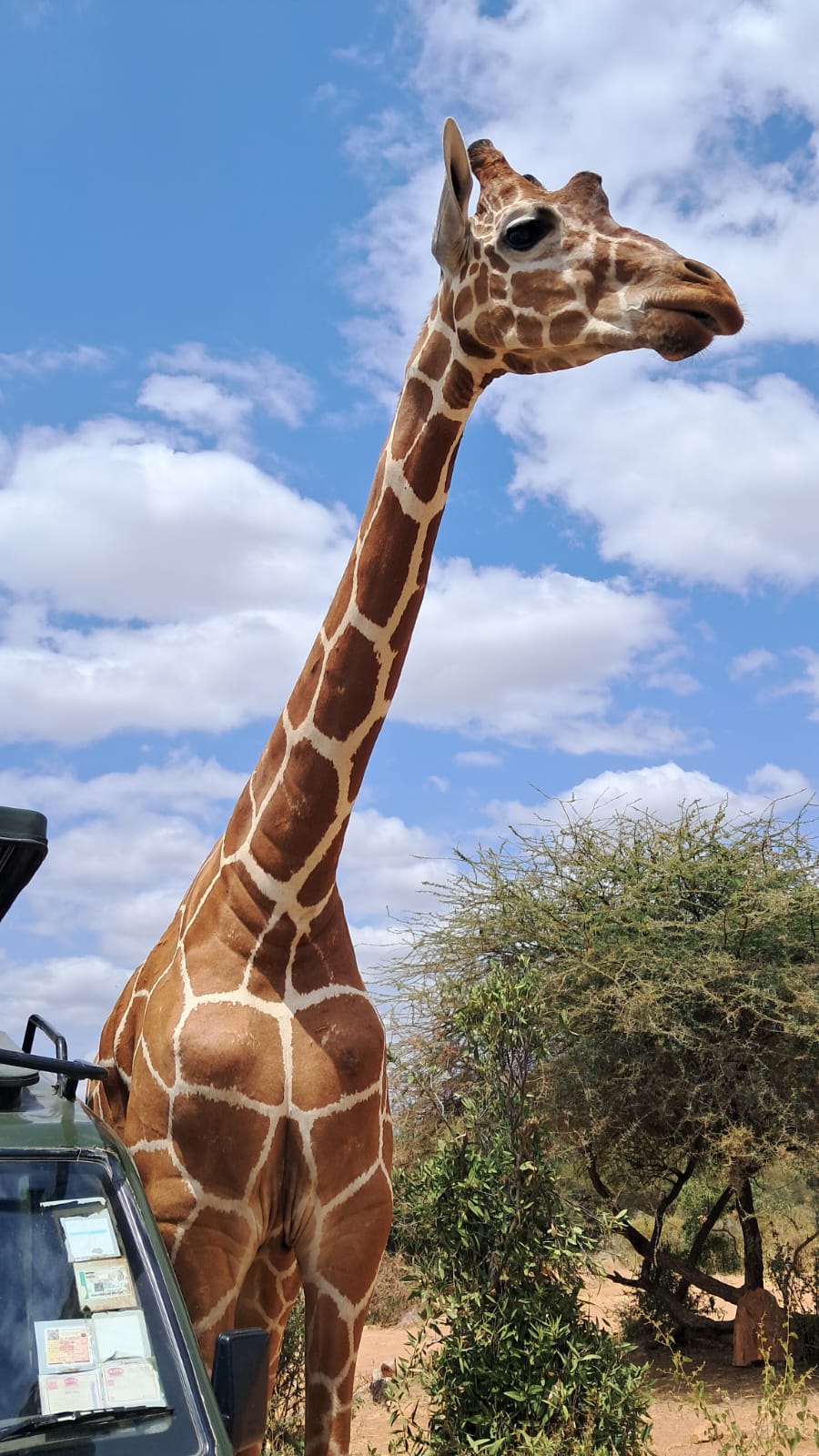 African Wildlife